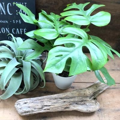 モンステラ 4号のおすすめ人気商品一覧 通販 - Yahoo!ショッピング