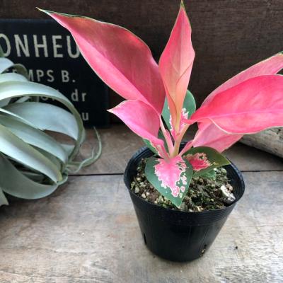 アグラオネマ(観葉植物)の商品一覧 | 花、ガーデニング 通販 アグラオネマ(観葉植物)の商品一覧 | 花、ガーデニング 通販