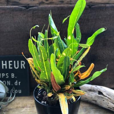 クロトン　色々あります。 園芸ネット本店｜クロトン：エクセレント3.5号ポット の通販【公式】