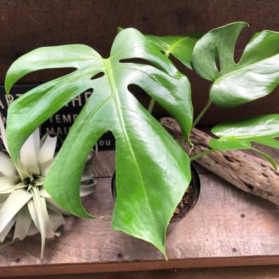 モンステラ デリシオーサ(花、ガーデニング)の商品一覧 通販 モンステラ デリシオーサ(花、ガーデニング)の商品一覧 通販