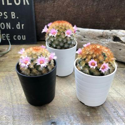 花サボテン（サボテン、多肉植物） | 花、ガーデニング のおすすめ人気