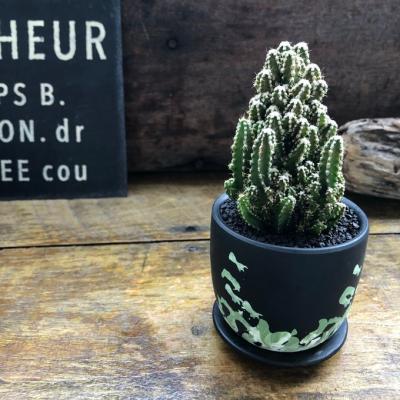 電磁波吸収 植物のおすすめ人気商品一覧 通販 - Yahoo!ショッピング