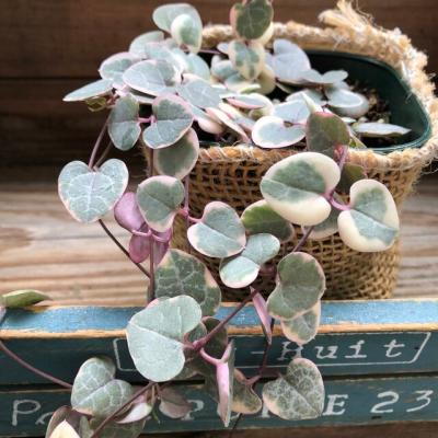 多肉植物 ハート型のおすすめ人気商品一覧 通販 - Yahoo!ショッピング