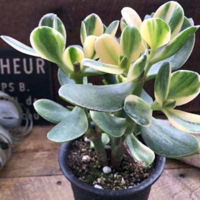 黄金花月のおすすめ人気商品一覧 通販 - Yahoo!ショッピング