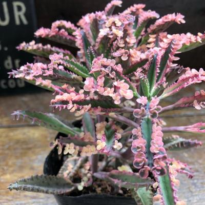 多肉植物 紅稚児（花、ガーデニング）の商品一覧 通販 - Yahoo