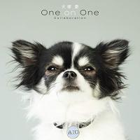 CD/大塚愛/犬塚愛 One on One Collaboration (CD(スマプラ対応)) | surpriseflower