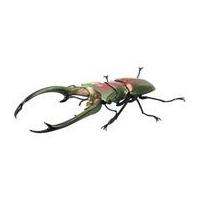 エラフスホソアカクワガタのおすすめ人気ランキングTOP63 - Yahoo