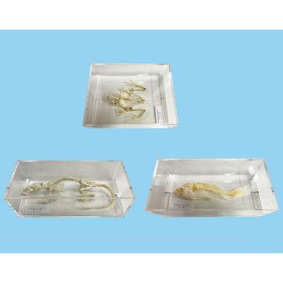 透明骨格標本（ペット用品、生き物）のおすすめ人気商品一覧 通販
