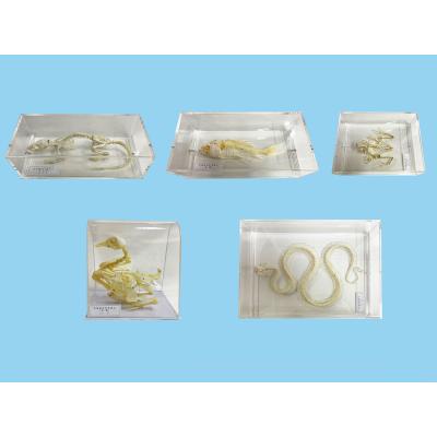 透明骨格標本（ペット用品、生き物）のおすすめ人気商品一覧 通販