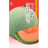まくわうりの商品一覧 通販 - Yahoo!ショッピング