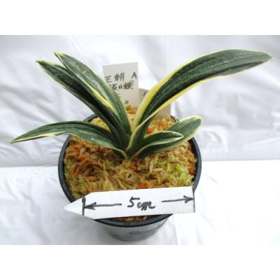 万年青・庄おもと園 - 万年青 親木｜Yahoo!ショッピング