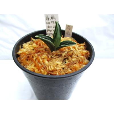 おもとのおすすめ人気商品一覧 通販 - Yahoo!ショッピング