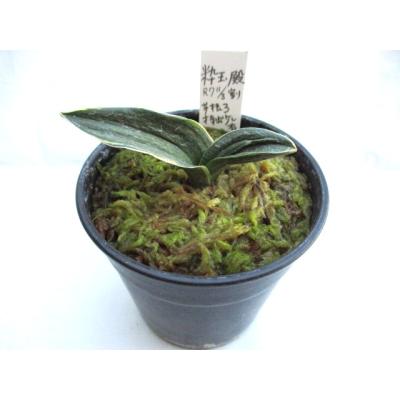 万年青・庄おもと園 - 万年青 苗木｜Yahoo!ショッピング 万年青 おもと