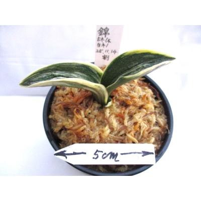 万年青・庄おもと園 - 万年青 苗木｜Yahoo!ショッピング