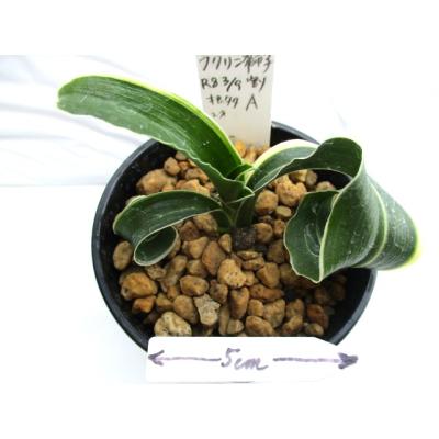 万年青 獅子（観葉植物） | 花、ガーデニング のおすすめ人気商品一覧
