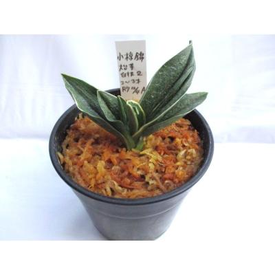 万年青　オモト　海龍獅子実生　ラスト出品 万年青・庄おもと園 - 万年青 苗木｜Yahoo!ショッピング