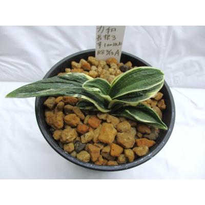 万年青・庄おもと園 - 万年青 親木｜Yahoo!ショッピング