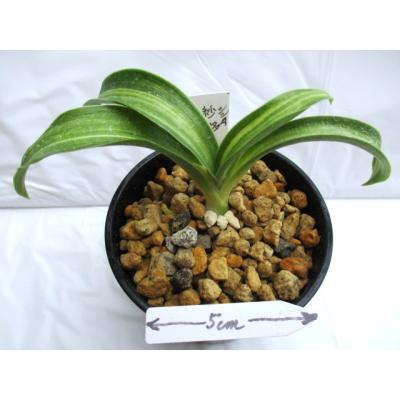 万年青　根岸の松　斑入と小型　羅紗系万年青　保湿あり　ぬき苗発送 万年青 根岸の松 斑入と小型 羅紗系万年青 保湿あり ぬき苗発送