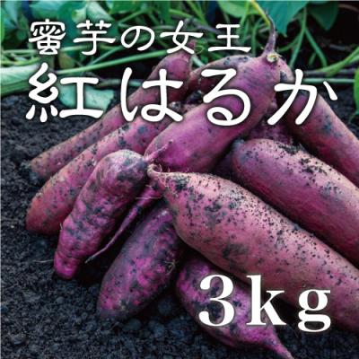 紅はるか 苗のおすすめ人気商品一覧 通販 - Yahoo!ショッピング