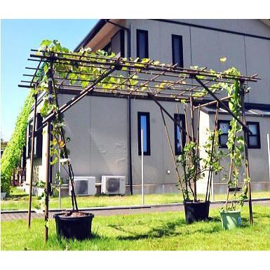 ザ・タッキーYahoo!店 - 藤棚・パーゴラ｜Yahoo!ショッピング