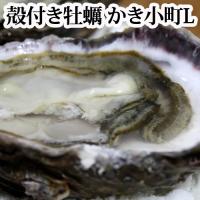 殻付き 牡蠣（かき）広島名産 Lサイズ１個「かき小町」生食用か加熱用をお選び下さい 