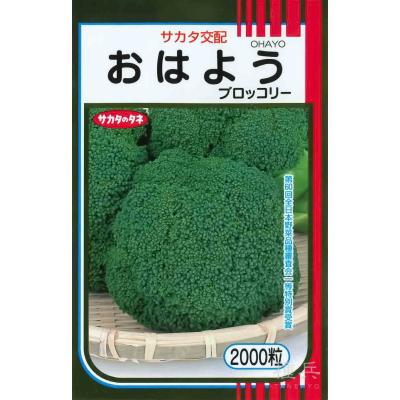 【kyou】大人気の新種が激安！ブロッコリーコート種子（おはよう）2個 kyou】大人気の新種が激安！ブロッコリーコート種子（おはよう