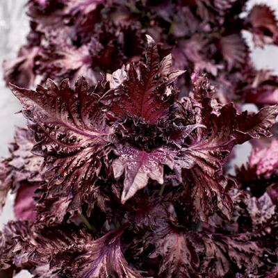 赤しそ 種(葉菜の種)の商品一覧|種、種子 | 花、ガーデニング 赤しそ 種(葉菜の種)の商品一覧|種、種子 | 花、ガーデニング