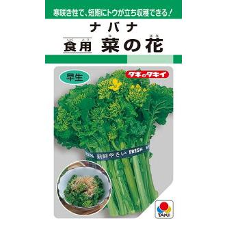 天然、菜の花の強化苗３０株セット＋粗品プレゼント＋全国匿名送料無料です 菜の花 種のおすすめ人気商品一覧 通販 - Yahoo!ショッピング