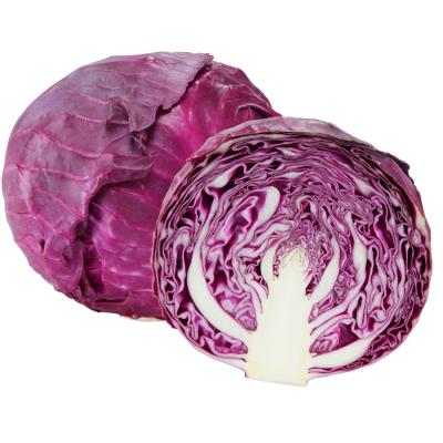 むらさききゃべつ(▪️オマケ鉢サービス) 紫キャベツのおすすめ人気商品一覧 通販 - Yahoo!ショッピング