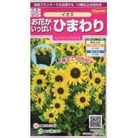 お花がいっぱいひまわり　イオス　小袋　15粒入り　郵便発送商品 | タネのノザキ ヤフー店