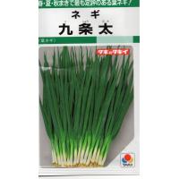 九条太ねぎ　小袋　13ml入り　郵便発送商品 | タネのノザキ ヤフー店