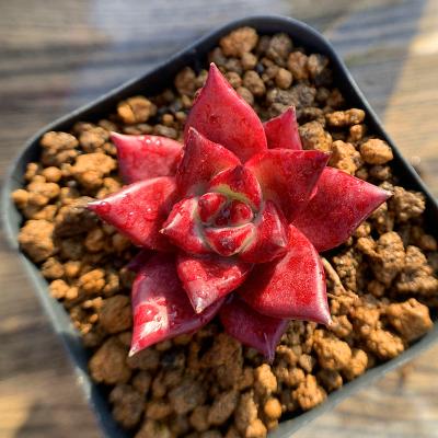 エケベリア ロメオのおすすめ人気商品一覧 通販 - Yahoo!ショッピング