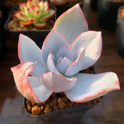 特価 エケベリア カンテ 500粒 原種 実生 ケーレス 種子 原種エケベリア【ミニマ プエンテ タスキーラ】ケーレス実生 - メルカリ