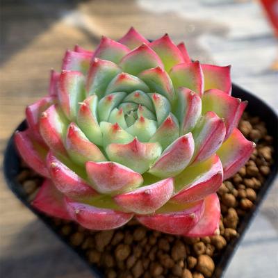 多肉植物 苗 韓国苗(サボテン、多肉植物)の商品一覧 | 花 多肉植物 苗 韓国苗(サボテン、多肉植物)の商品一覧 | 花