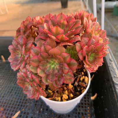 多肉専門VERVE - アエオニウム属｜Yahoo!ショッピング