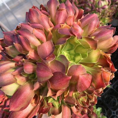 多肉植物アエオニウム錦の商品一覧 通販 - Yahoo!ショッピング 多肉植物アエオニウム錦の商品一覧 通販 - Yahoo!ショッピング