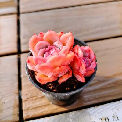 多肉バイキング】農園直売 寄せ植え エケベリア属 落桜（2頭）プラグ