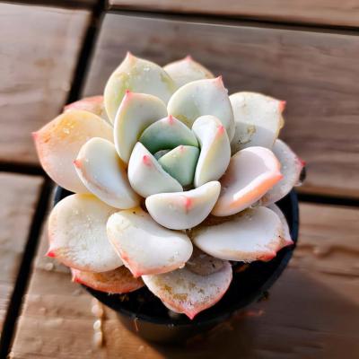 多肉専門VERVE - 多肉植物｜Yahoo!ショッピング