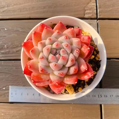 多肉植物 紅稚児（花、ガーデニング）の商品一覧 通販 - Yahoo