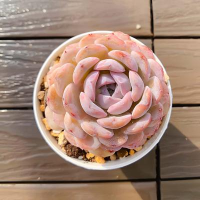 ピンクルルビー多肉植物のおすすめ人気商品一覧 通販 - Yahoo!ショッピング