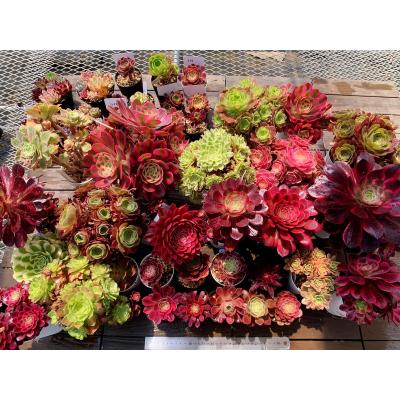 アエオニウム（サボテン、多肉植物） | 花、ガーデニング のおすすめ