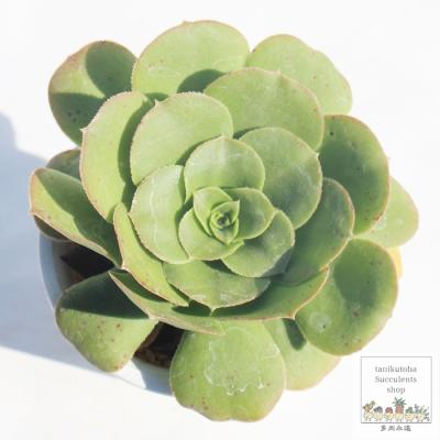 多肉永遠支店 - アエオニウム｜Yahoo!ショッピング