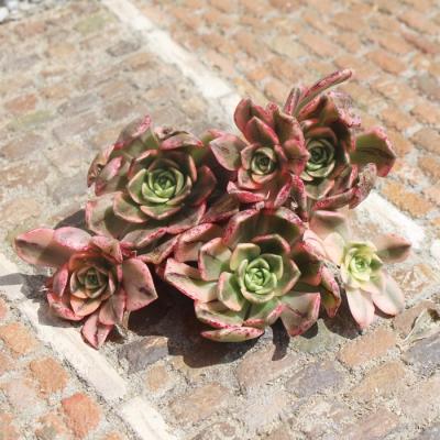 多肉永遠支店 - アエオニウム｜Yahoo!ショッピング