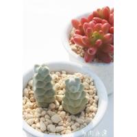多肉植物 紅稚児（花、ガーデニング）の商品一覧 通販 - Yahoo