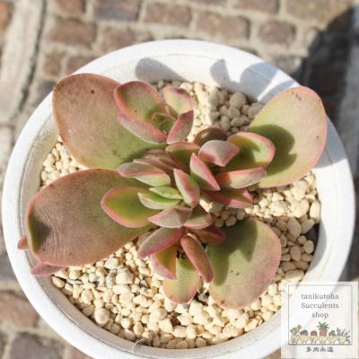 多肉植物 クラッスラ パステルの商品一覧 通販 - Yahoo!ショッピング