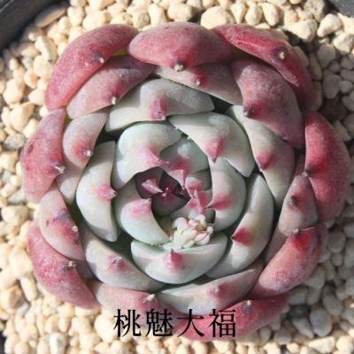 多肉植物 桃太郎のおすすめ人気商品一覧 通販 - Yahoo!ショッピング