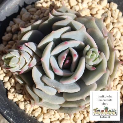 多肉植物 苗 韓国苗(サボテン、多肉植物)の商品一覧 | 花 多肉植物 苗 韓国苗(サボテン、多肉植物)の商品一覧 | 花