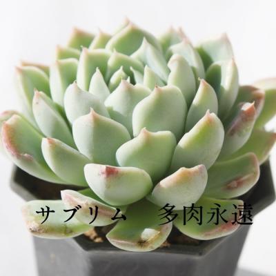 多肉 ブラッククイーンの商品一覧 通販 - Yahoo!ショッピング