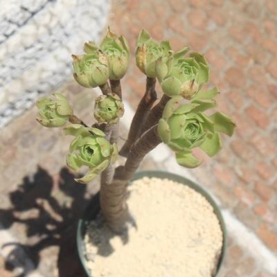 多肉植物アエオニウムの商品一覧 通販 - Yahoo!ショッピング 多肉植物アエオニウムの商品一覧 通販 - Yahoo!ショッピング