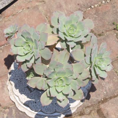 多肉植物アエオニウムの商品一覧 通販 - Yahoo!ショッピング 多肉植物アエオニウムの商品一覧 通販 - Yahoo!ショッピング